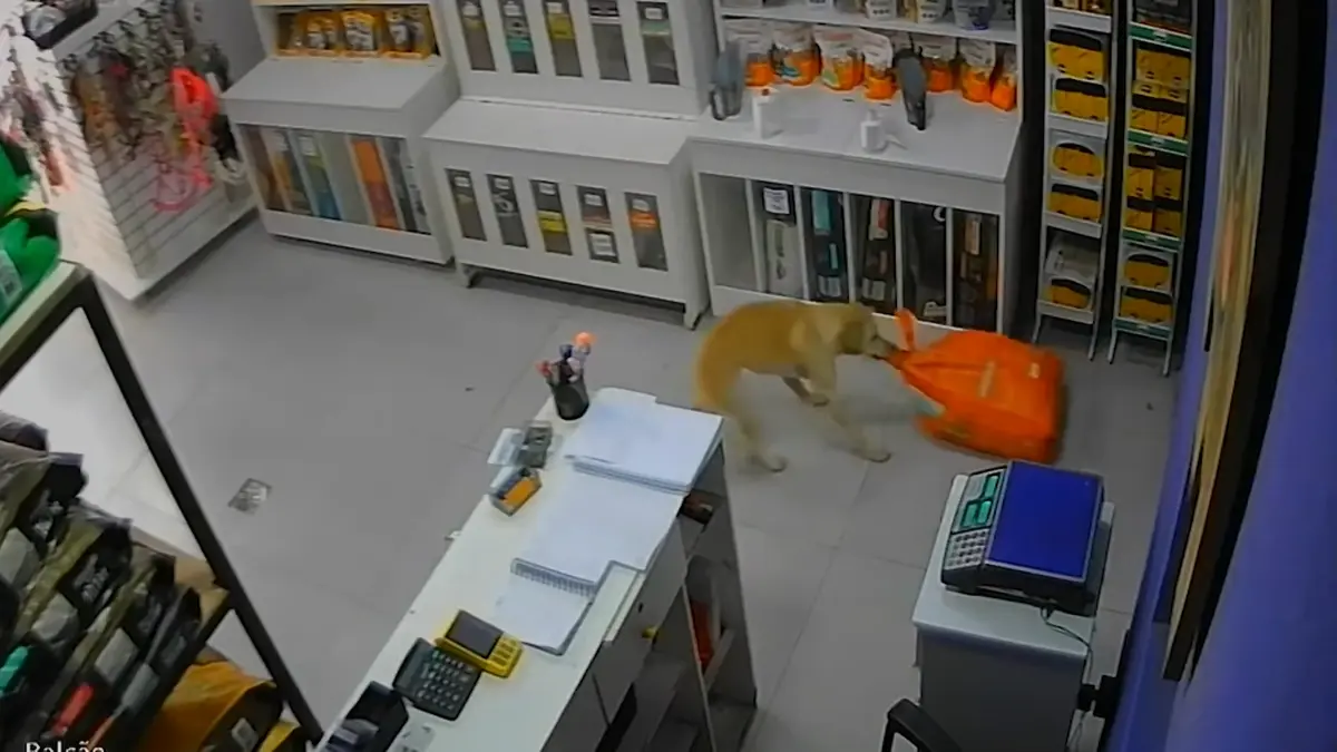 Fenka nakráčela do zvířecího obchodu a odnesla si pytel granulí