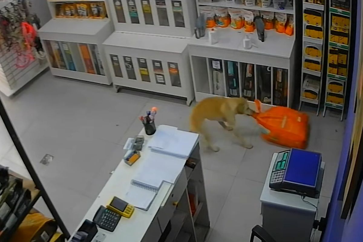 Fenka nakráčela do zvířecího obchodu a odnesla si pytel granulí