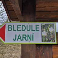 Do národní přírodní rezervace Ransko míří v březnu za rozkvetlými bledulemi davy lidí.