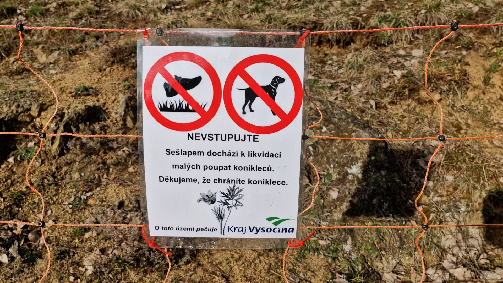 Cỏ hồng tại Trřebíč bị đe dọa bởi khách du lịch, chính quyền đã cho rào bớt một phần