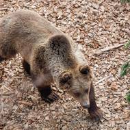 Tříletí medvědi už téměř dosahují vzrůstu dospělých jedinců.