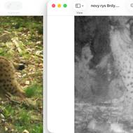 Rovněž v tomto případě se jedná o stejné zvíře.