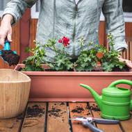 Do zahradnického substrátu přidejte perlit, přírodní minerální materiál, který zlepší propustnost.