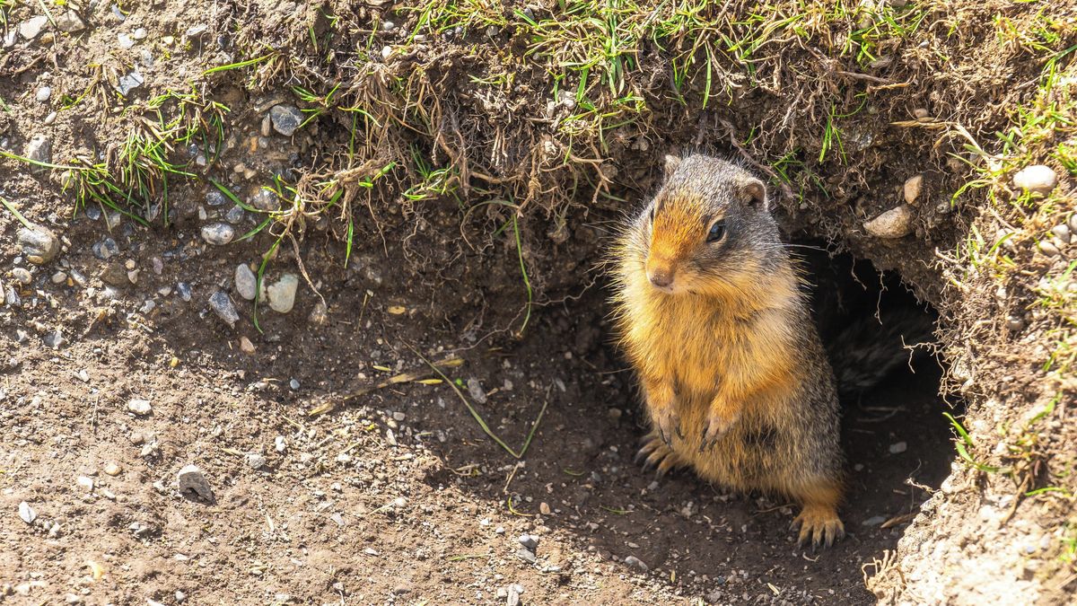 Americkým úřadům přestaly fungovat telefony a internet, pachatelem byl hlodavec