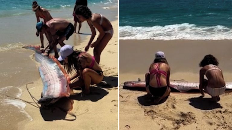 Na mexické pláži se zmítali záhadní tvorové opředení katastrofickými legendami