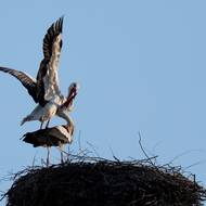 V Česku už hnízdí přes sto čápů, na některých hnízdech už jsou kompletní páry. 
