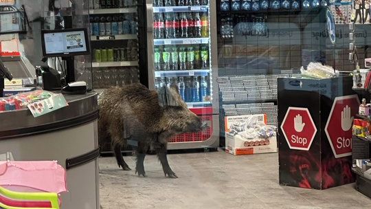 Do nákupního centra v Berlíně zabloudil divočák