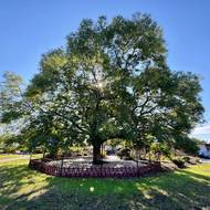 Sophora (jerlín japonský) z Prymorského, Ukrajina, 11. místo 