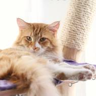 Lucie Plíhalová si otevřela kočičí kavárnu na jiném místě, jedinou koupenou kočkou je Fénix, ostatní jsou z ulice.