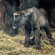Sameček takina indického se narodil 4. března. Je to první potomek nezkušené samice, která se o něj však stará přímo bravurně. Pokud vše půjde dobře, nebude posledním letošním přírůstkem ve stádě.