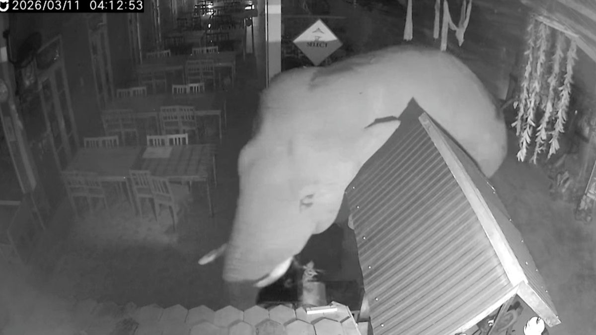 Slon zdevastoval michelinskou restauraci v Thajsku. Jeho noční návštěvu zachytila kamera