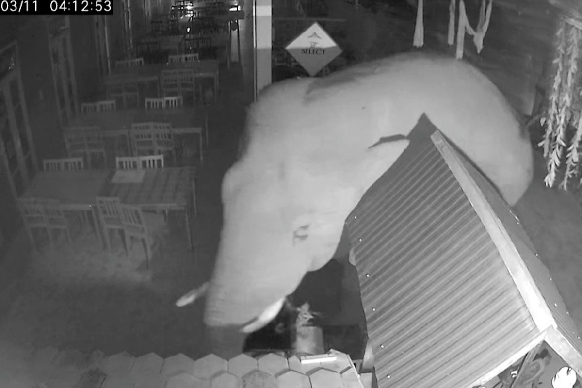 Slon zdevastoval michelinskou restauraci v Thajsku. Jeho noční návštěvu zachytila kamera