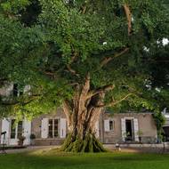 Starobylý ginkgo sv. Hilaria, francie, 9. místo