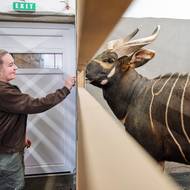 V přírodě už zřejmě nežije ani sto jedinců.