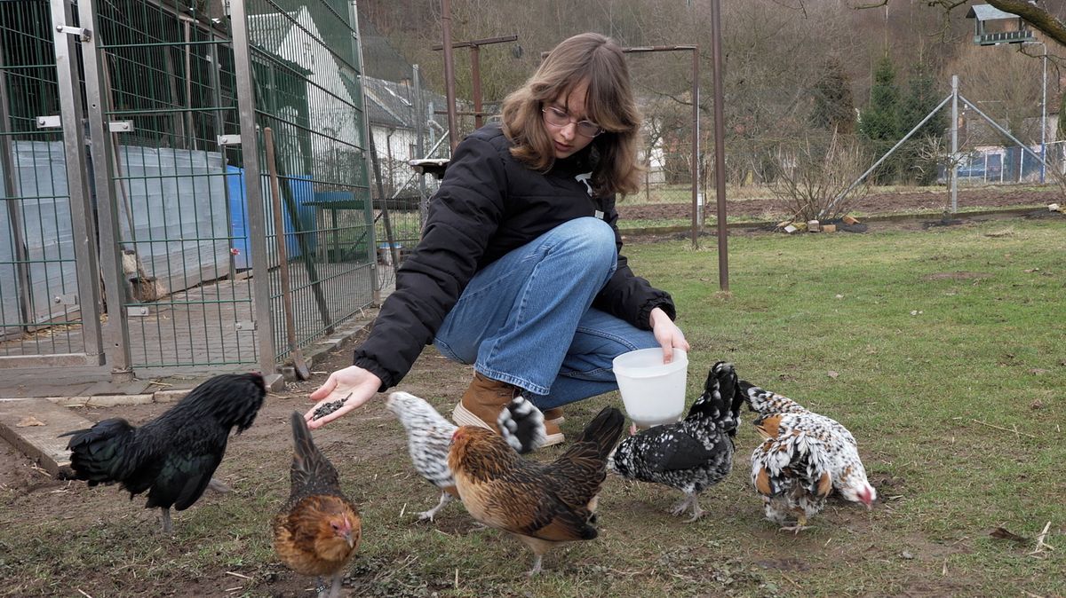 Čtrnáctiletá žačka má doma padesát belgických slepic. „Je s nimi zábava,“ říká úspěšná chovatelka s řadou cen