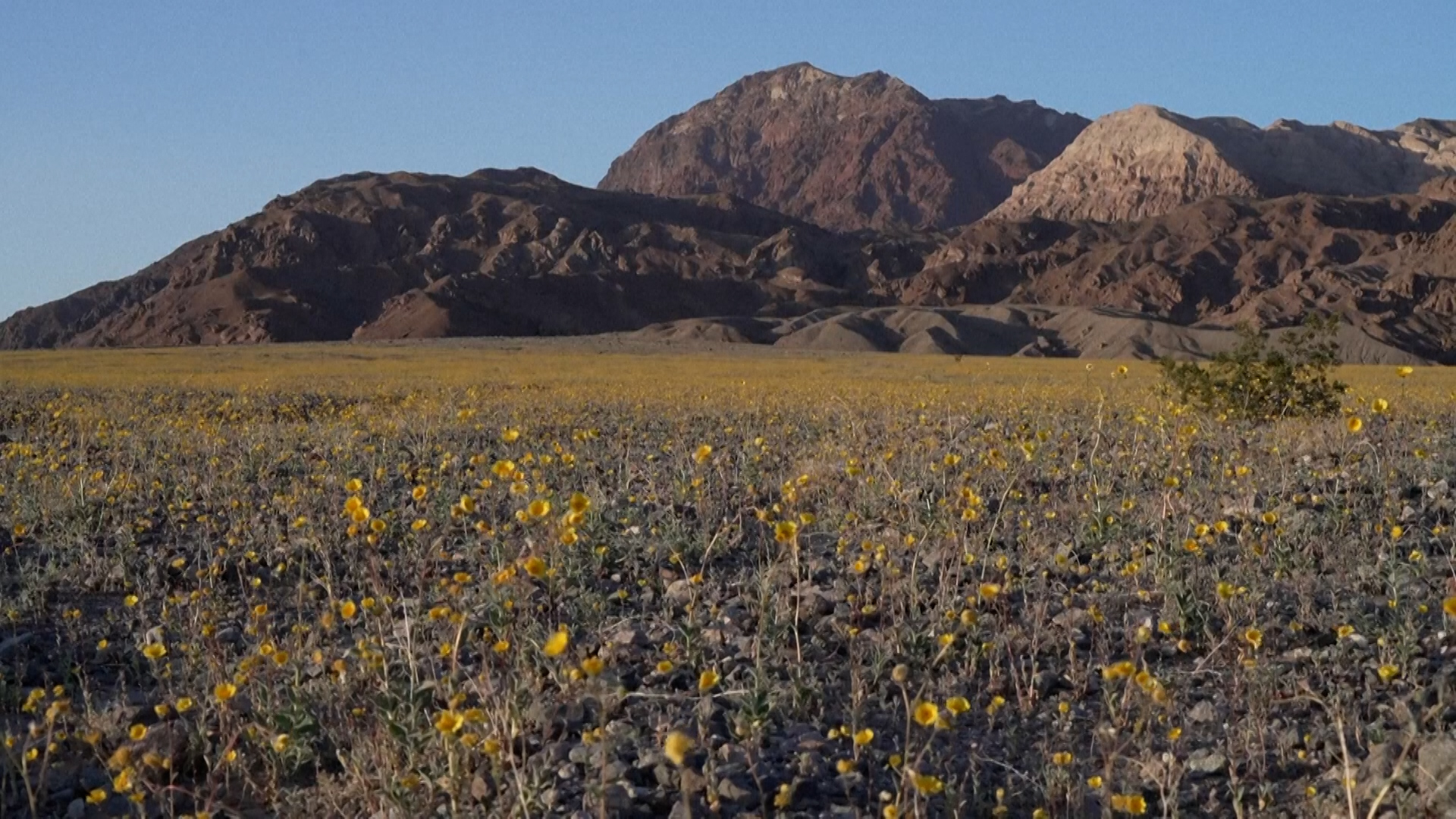 Údolí smrti v USA po deseti letech rozkvetlo 
