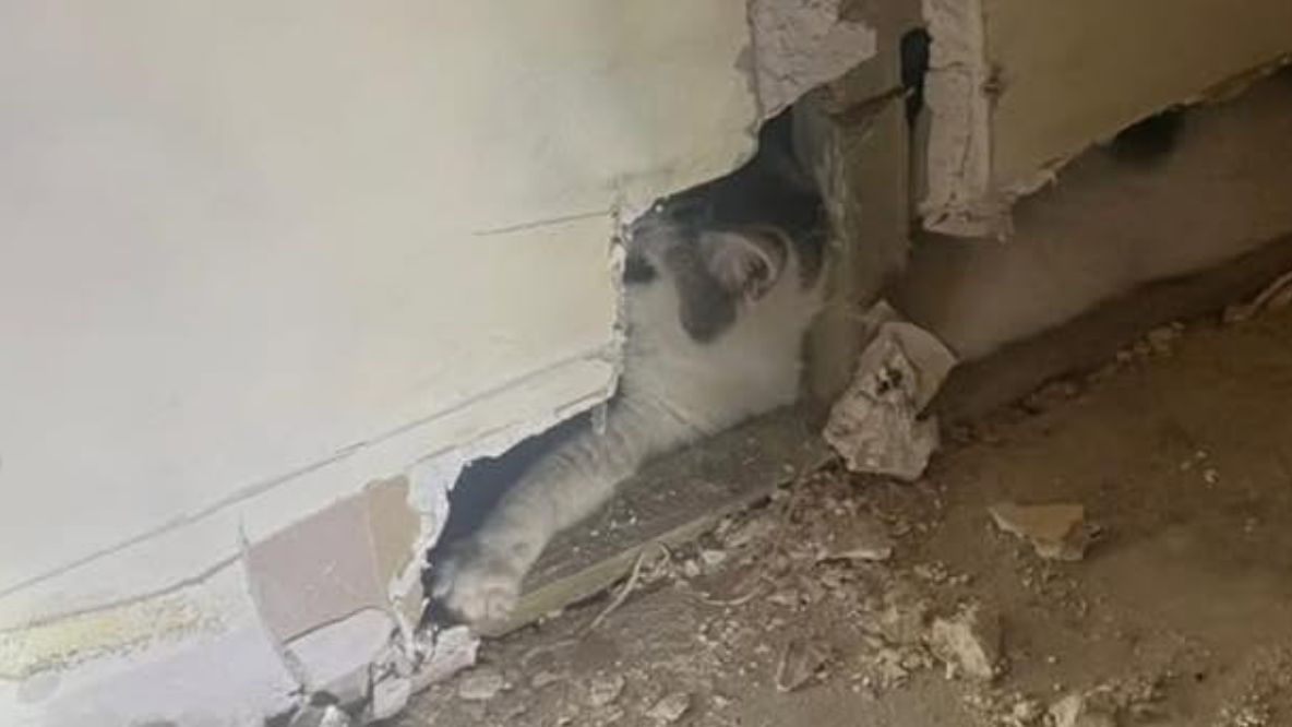 Ztracená kočka se po dvou týdnech našla ve stěně domu