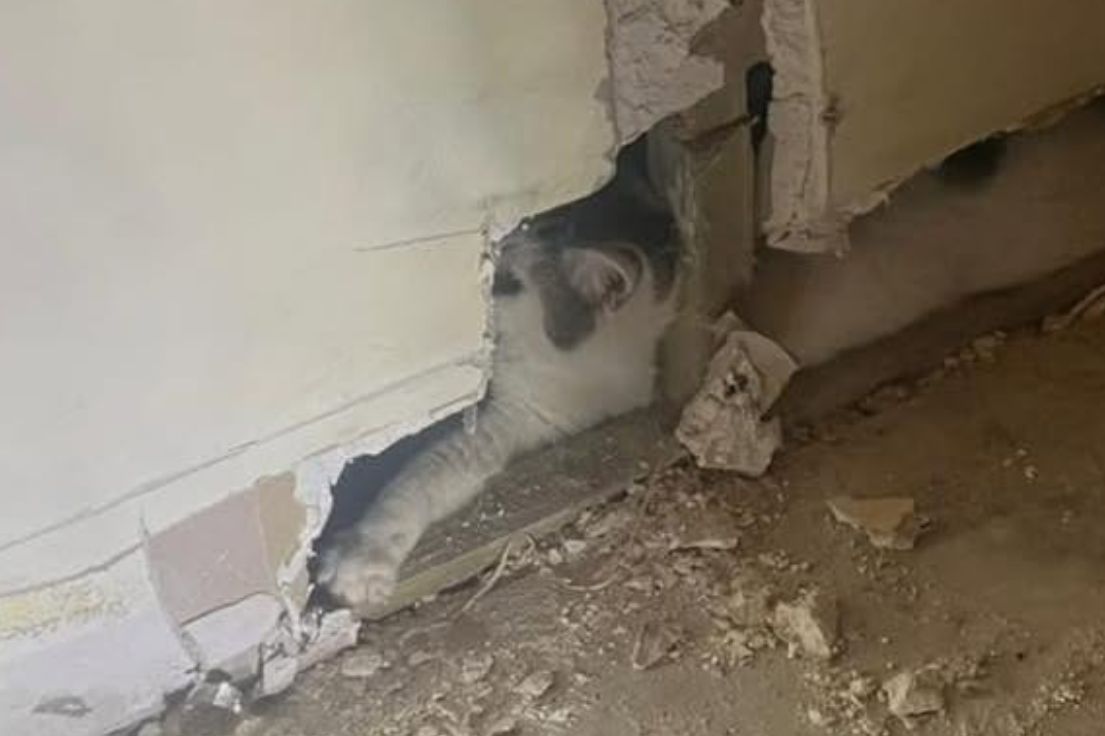 Ztracená kočka se po dvou týdnech našla ve stěně domu