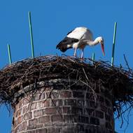 Pivovarský komín v Jindřichově Hradci už má zpátky svého obyvatele. Událost je to i pro místní obyvatele, kteří je vyhlíželi. 