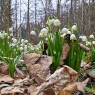 Jarním tahákem národní přírodní rezervace Ransko jsou rozkvetlé bledule jarní.