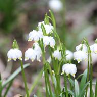 Do národní přírodní rezervace Ransko míří v březnu za rozkvetlými bledulemi davy lidí.