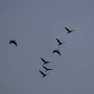 Natažené krky kormoránu rybáři vidí neradi. 