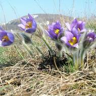 Pálava s kvetoucími konikleci