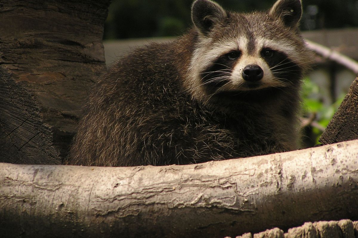 V ostravské zoo se usídlili invazivní mývalové. Likvidují škeble a ohrožují zvířata