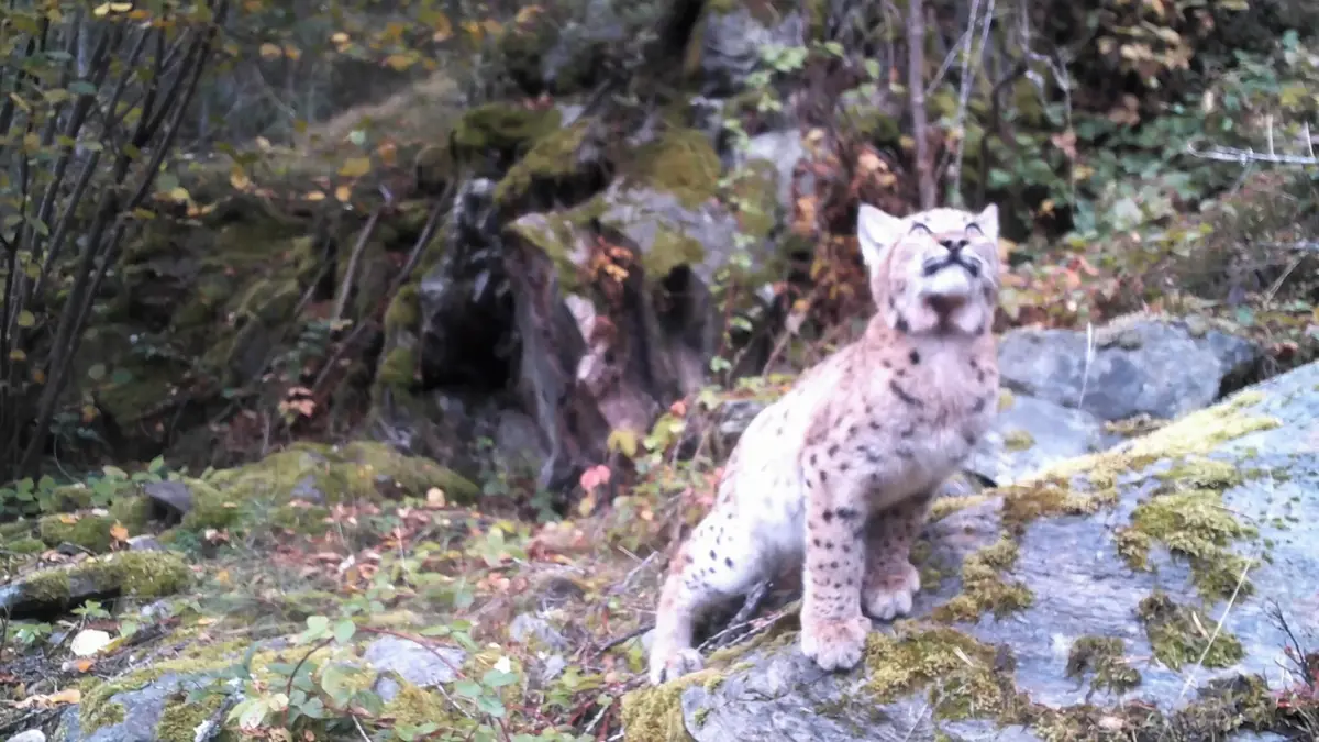 Rysí samec se vrátil na Šumavu