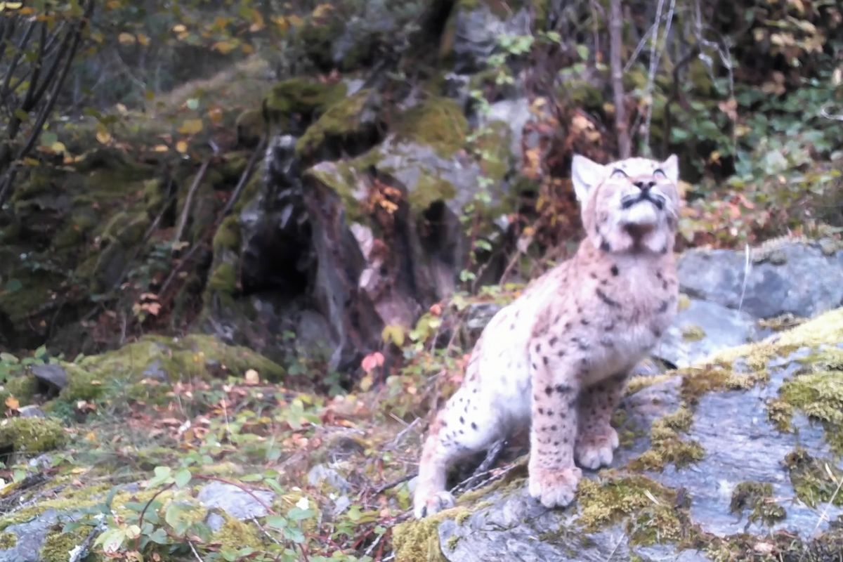 Rysí samec se vrátil na Šumavu