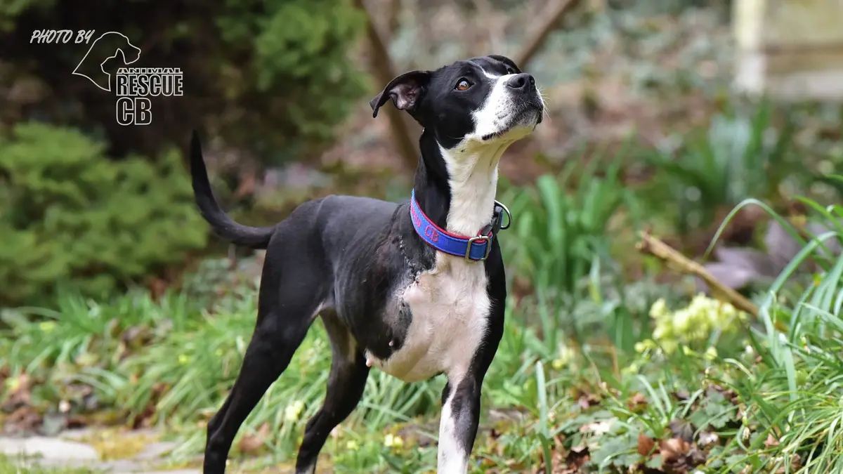 Fenka Zara s pohnutým osudem si i o třech nohách doběhla pro štěstí