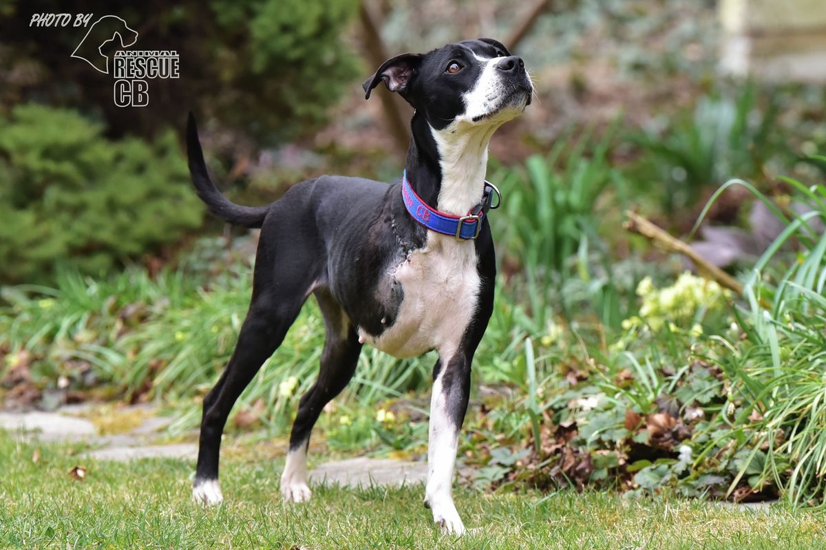 Fenka Zara s pohnutým osudem si i o třech nohách doběhla pro štěstí