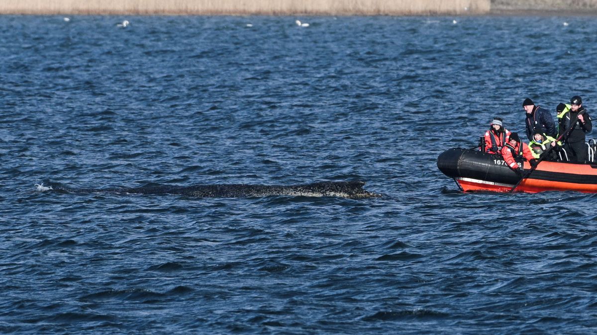 Velrybě, která v Německu uvázla na mělčině, se podařilo vyprostit