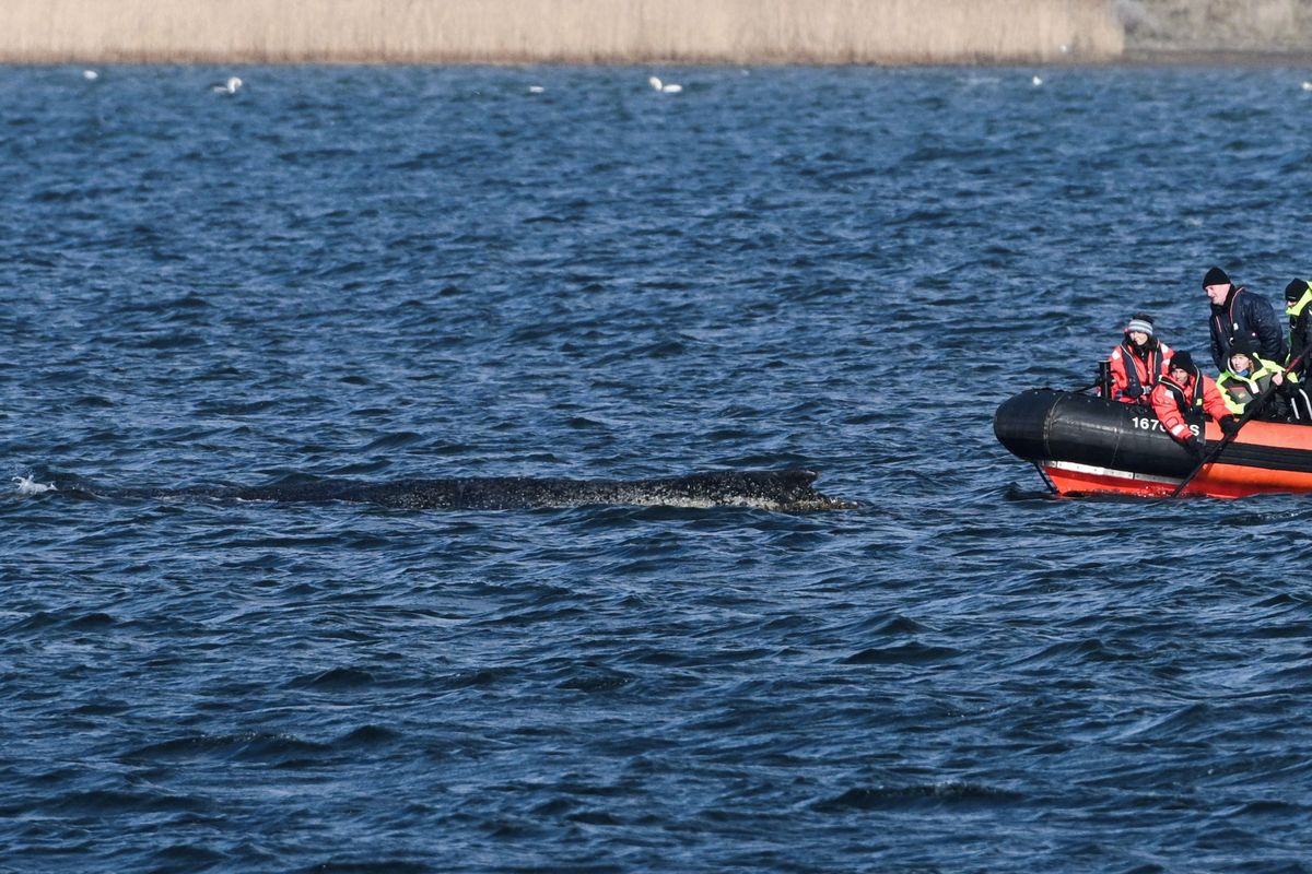 Velrybě, která v Německu uvázla na mělčině, se podařilo vyprostit