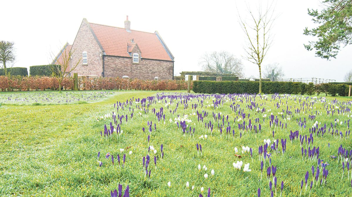Kvetou šafrány: jaro je za dveřmi 