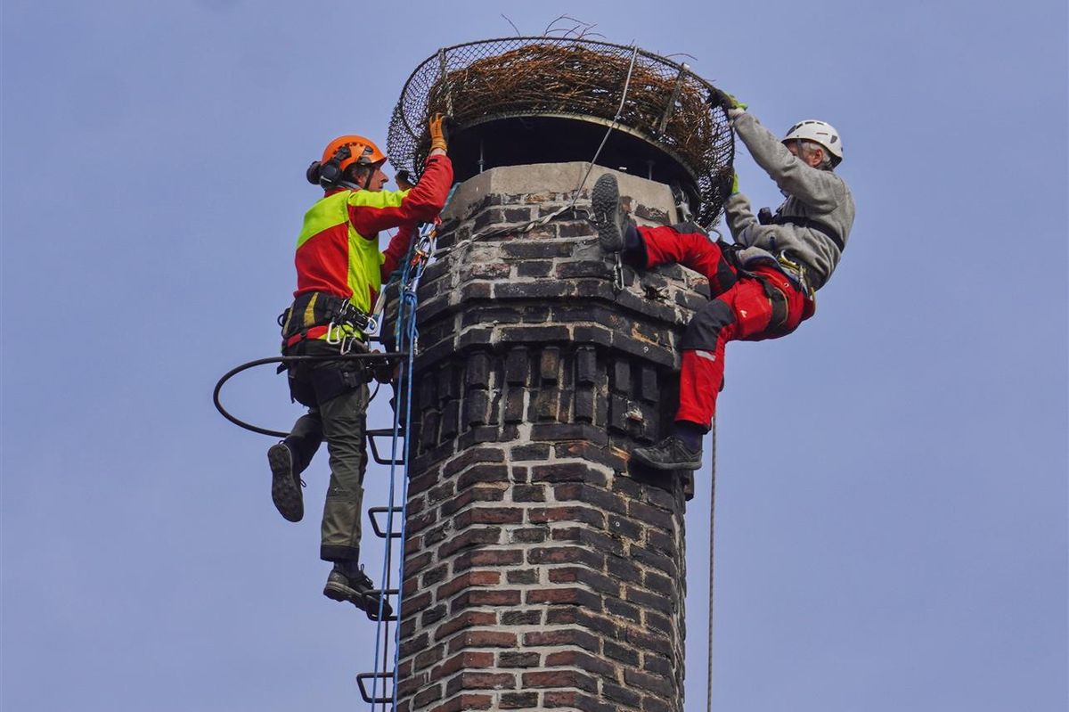 Na komíně u mladoboleslavského pivovaru je nové čapí hnízdo