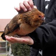 Doma má na padesát antverpských vousáčů.