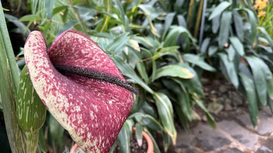 Ďáblův jazyk a áron mrtvého koně. V teplické botanické zahradě kvetou páchnoucí exotické skvosty