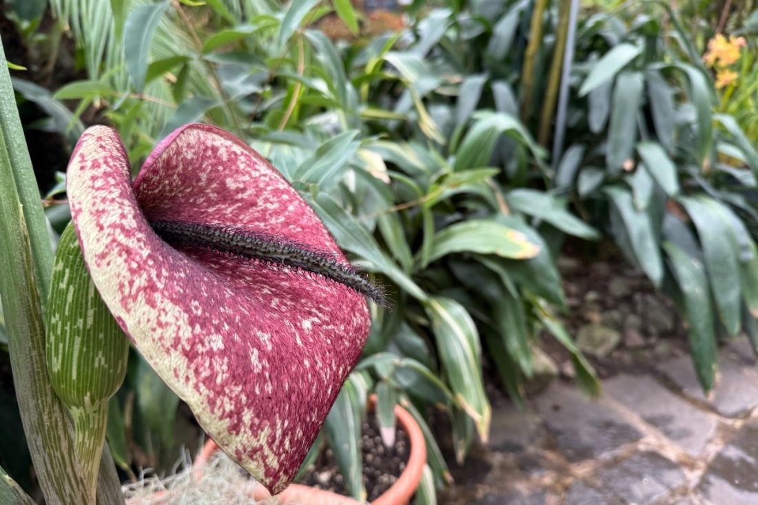 Ďáblův jazyk a áron mrtvého koně. V teplické botanické zahradě kvetou páchnoucí exotické skvosty