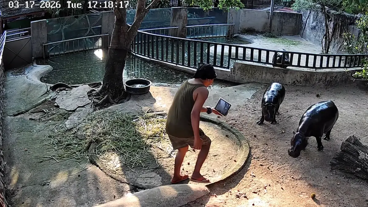 Muž v thajské zoo skočil do výběhu hrošíka a natáčel. Vetřelci hrozí až rok vězení