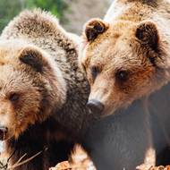 Stezka korunami stromů v Krkonoších má nové obyvatele.