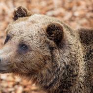 Tři roky žili medvíďata v zoologické zahradě v Košících.