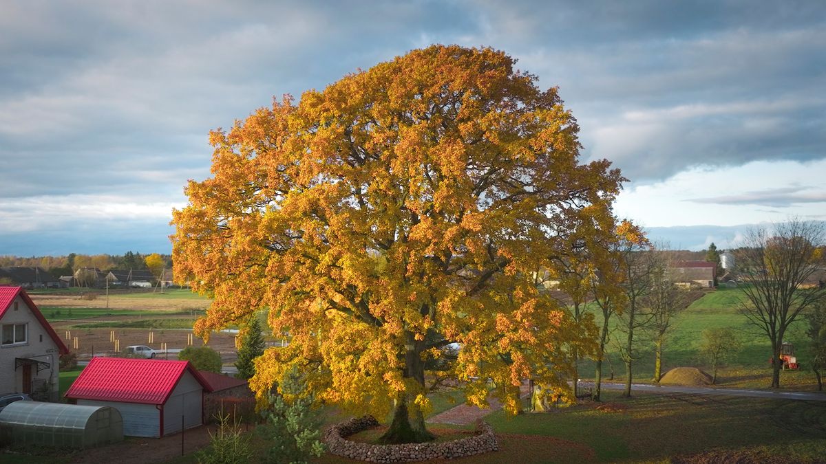 Evropským stromem roku se stal Dub z Laukiai. Český Oldřichův dub skončil sedmý