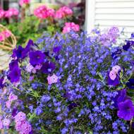 Kombinujte v truhlíku oblíbené rostliny a užijte si záplavu pestrých odstínů a vůní.