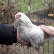 Slepičky plemene antverpský vousáč mají různé barevné rázy.