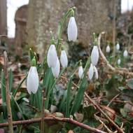 Sněženky na starém židovském hřbitově v Blovicích