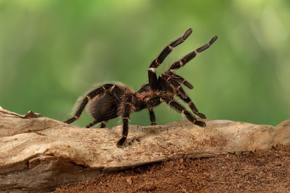 Jako ve filmu Sám doma. Majitelka hodila na nájemnici živou tarantuli, aby ženu dostala z bytu