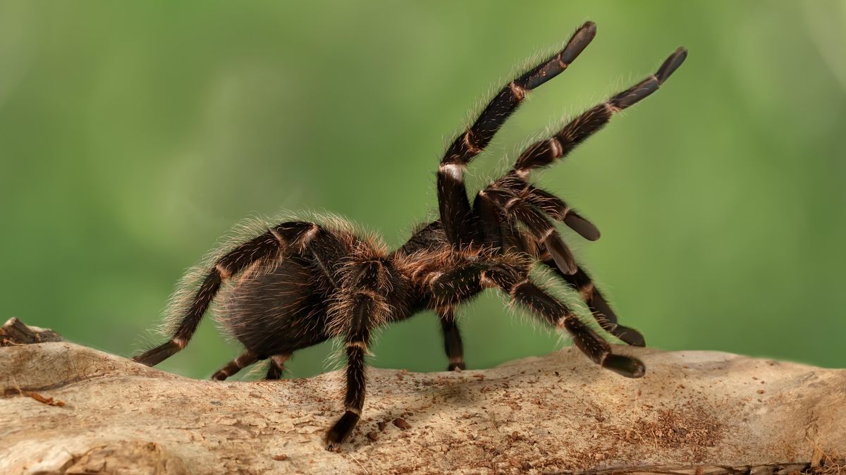 Jako ve filmu Sám doma. Majitelka hodila na nájemnici živou tarantuli, aby ženu dostala z bytu