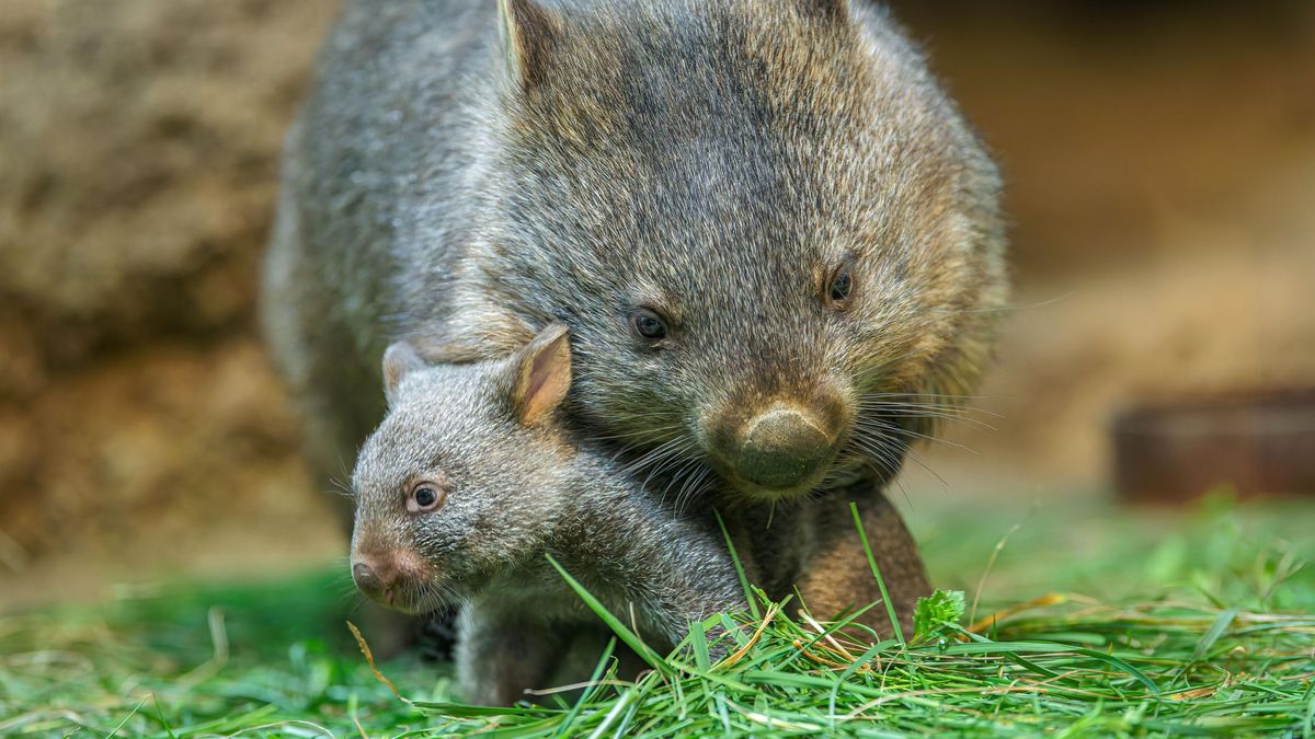 Nejdřív jen růžový čumák, teď už vylézá z vaku celý. Vombatí mládě v pražské zoo začalo objevovat svět