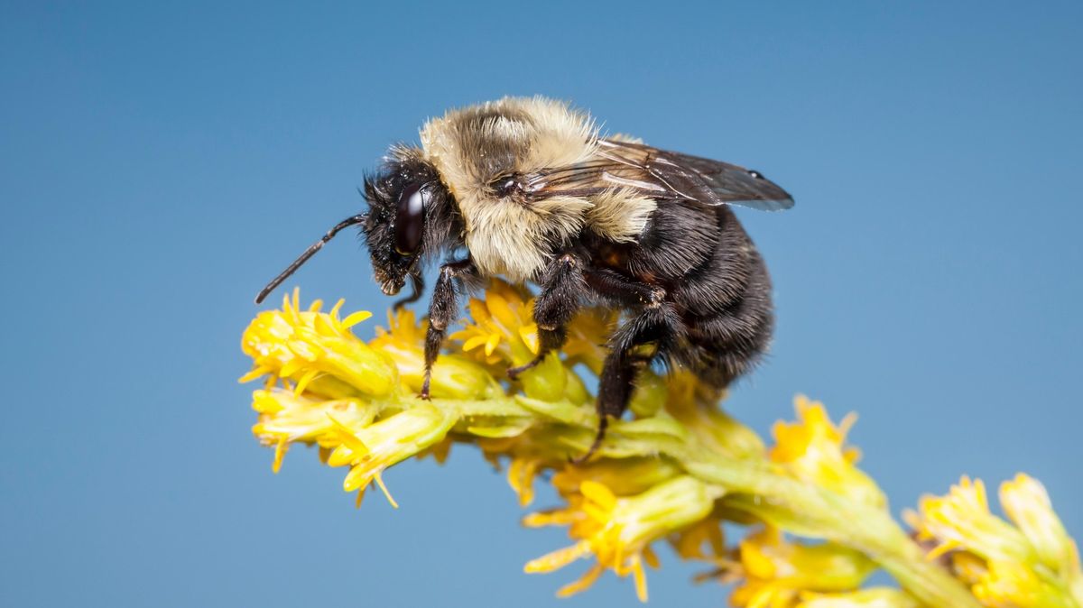 Čmeláci dokážou dýchat pod vodou, zjistila studie